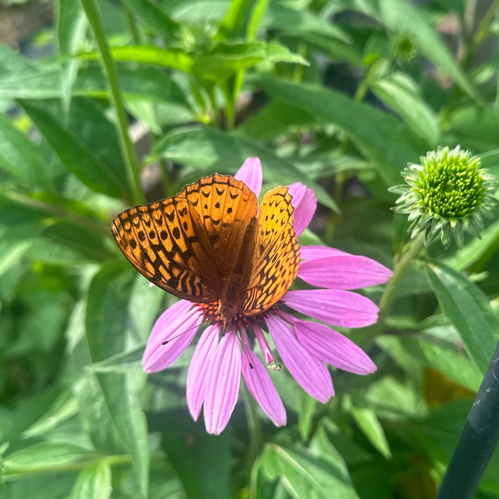 Meet your Posher, Abby